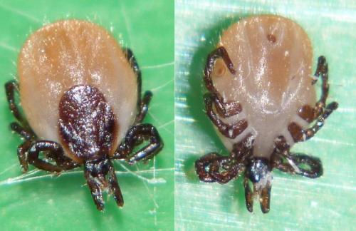 Ixodes ricinus